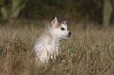 ALASKAN MALAMUTE 509